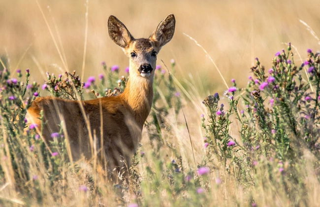 4 Person Holiday Home in Everod-by Traum - Foto 22