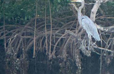 Navy Flamingo - Foto 34