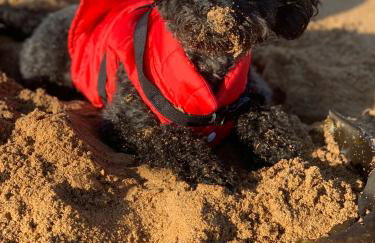 Kinneuchar Cottage - by Elie, Dog Friendly. - Foto 46