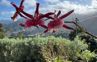 Refúgio das Camélias - Foto 16