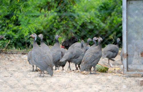 Corte Pioppazza - Foto 23