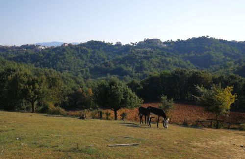 Agriturismo Cisogna - Foto 55