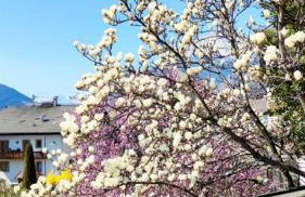 Appartements Villa Fortuna - Foto 15