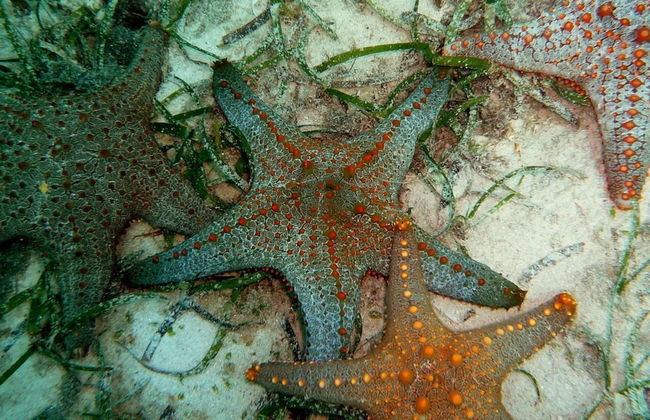 Sunset Villa - Luxury Beachfront Villa with Private Pool by Karula Sand Villas - Foto 12