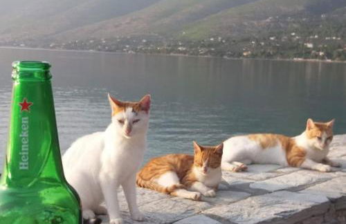 Where the Mountains meet the Sea - Foto 6