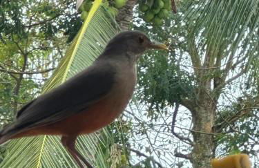 Boulevard da Praia frente para o Mar - Foto 13