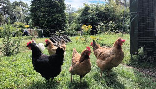 Linhay Swimbridge - Foto 4, Other