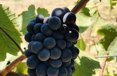 Green Valley, Sonoma County Vacation Rental at a Working Winery - Foto 13