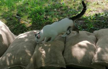 Wyciszek - mazurska agroturystyka - Foto 15