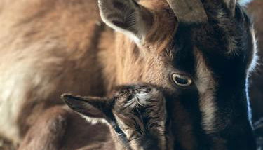 Domaine de Montfort - Foto 5