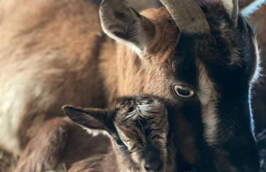 Domaine de Montfort - Foto 5