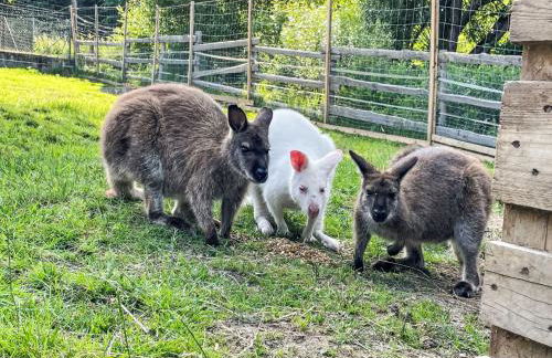 Apartment Drexler by Interhome - Foto 44