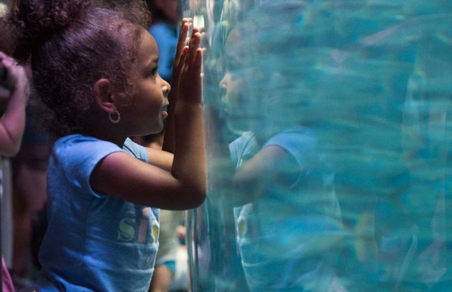 Billet pour l'Aquarium of The Pacific - Photo 8