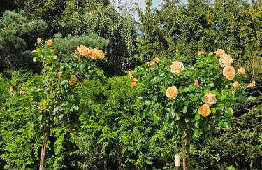 Zaciszne SPA - Foto 50