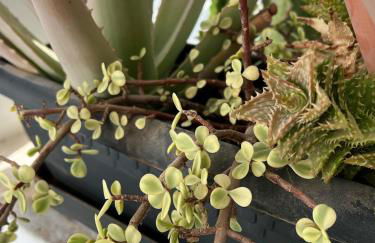 Las Palmeras del Sol - Photo 27