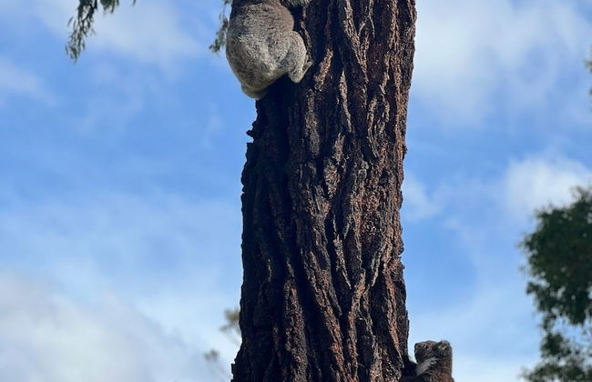 Mallacoota's Shady Gully Caravan Park - Photo 47