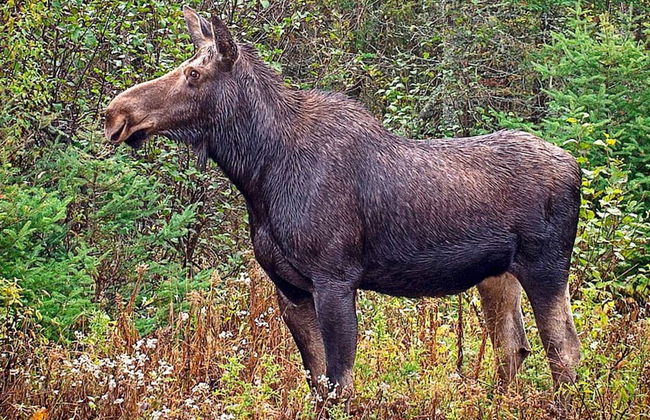 6 Person Holiday Home in Ullared-by Traum - Foto 14