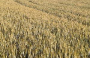 Castellare - Foto 77