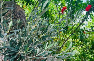 mas du Clap - Photo 24