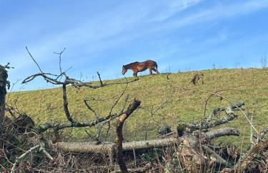 Cute Cornish Cottage - Photo 17