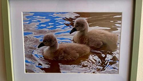 Cygnet Studio - Foto 3