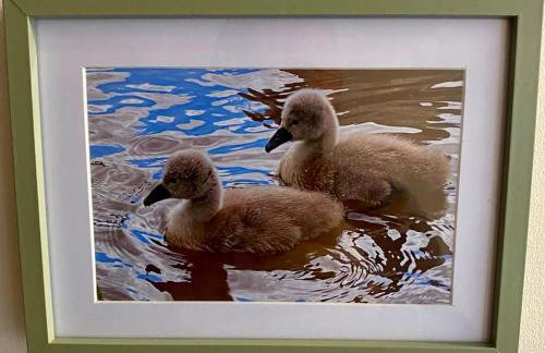 Cygnet Studio - Foto 3