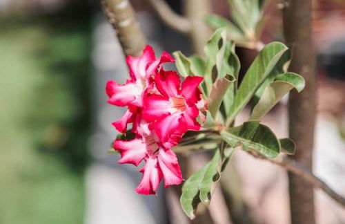 Chalés Bello's Corais. - Foto 46