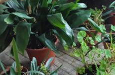 Casa Cueva El Almendro - Foto 17