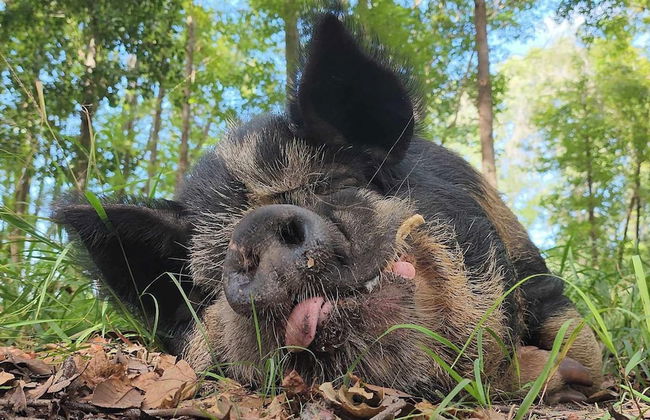 Phoenix Farms Vineyard - Foto 20