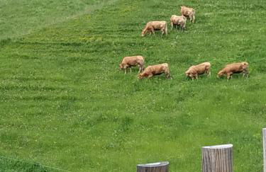 Albergo Diffuso Sauris in Sauris di Sotto - Photo 28