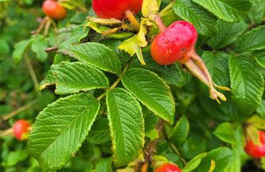 Apartament Różane Wzgórze - Foto 45