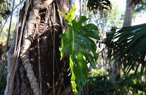 1mi to Beach Jungle Bungalow 1 acre with Pool - Foto 19