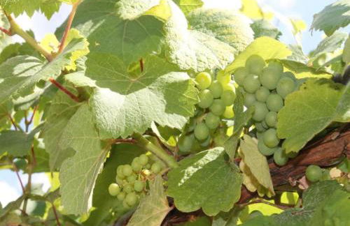 Apartment in Dambach near Vineyards - Foto 25