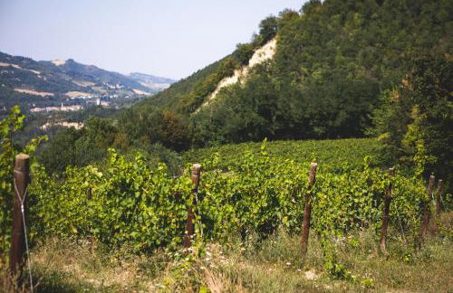 Corte San Ruffillo-Azienda Agrituristica - Foto 44