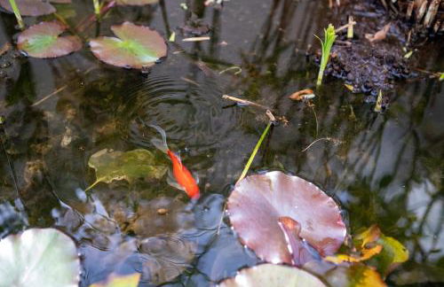 Friends'house - azores - Foto 21