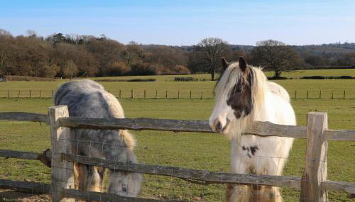The Cowshed - Photo 2