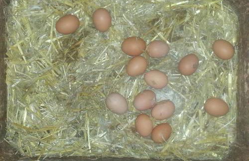 Ferienhof Arold - Photo 10