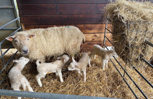 Dawn Chorus Holidays - Foto 78