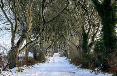 Doughery Den The Dark Hedges Hideaway - Foto 54