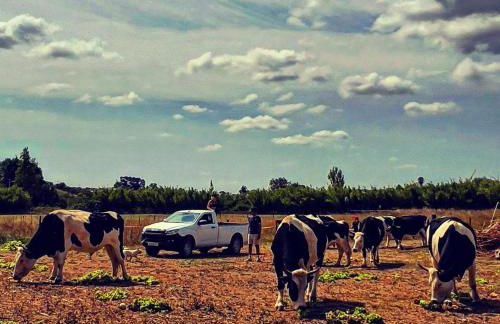 Santuário SOS Animal - Foto 22