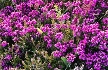 Bonnie Brae Croft Bothies - Foto 58