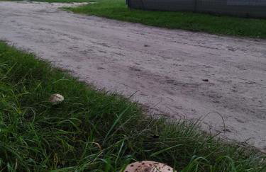 Modrzewiowy Zakątek z balią - Foto 26