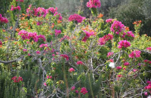 Villa Desiree - Foto 6