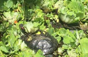 Casa Maracuya, La Palma - Foto 18