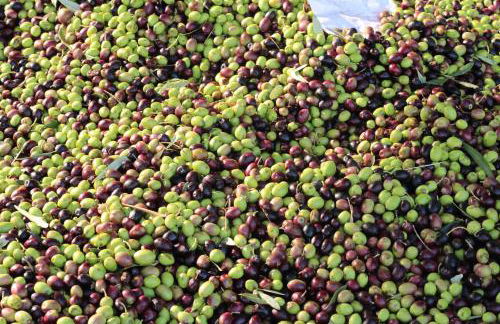 Agriturismo Vulcano - Foto 63