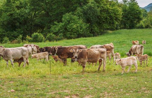 Mas Puigdevall - Foto 23