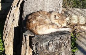Villa Fiorentina e la Costa dei Trabocchi - Foto 56