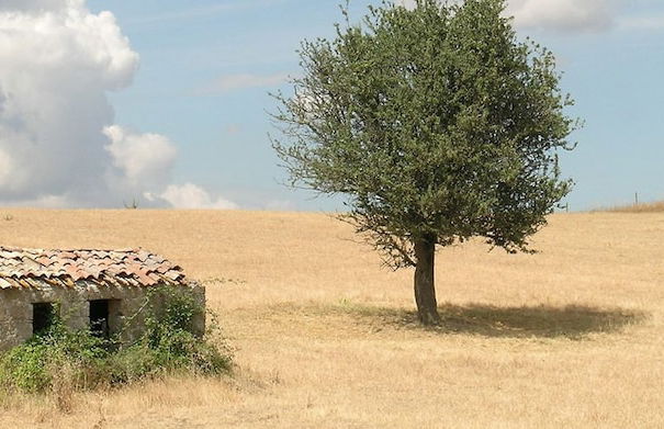 Poggio Del Castagno - Foto 11