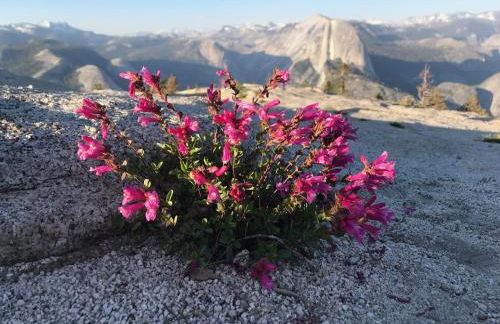 Black Oak Hill Vista near Yosemite - mountain views & starry night sky - Photo 23