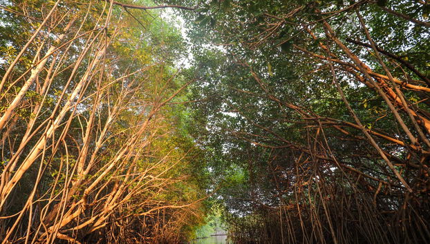 Tunnel di mangrovie